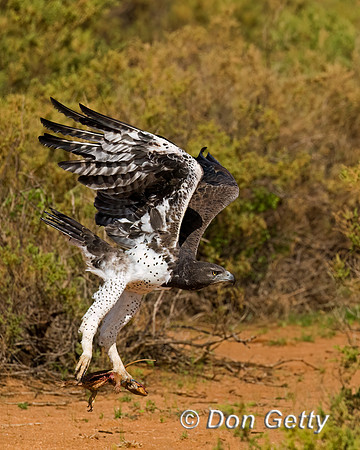 Martial Eagle
