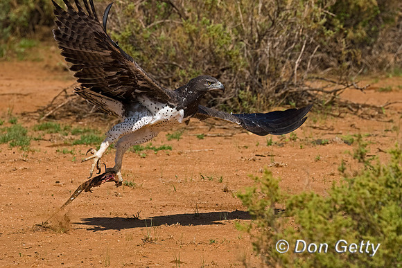 Martial Eagle