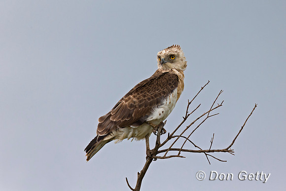 Short-toed Snake Eagle