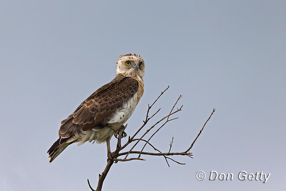 Short-toed Snake Eagle