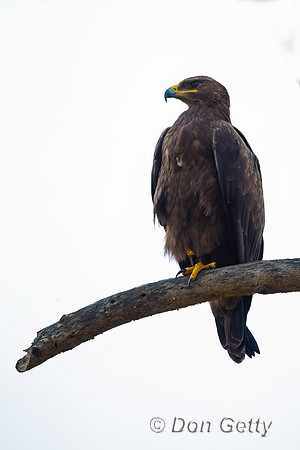 Tawny Eagle