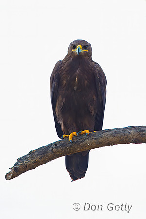 Tawny Eagle