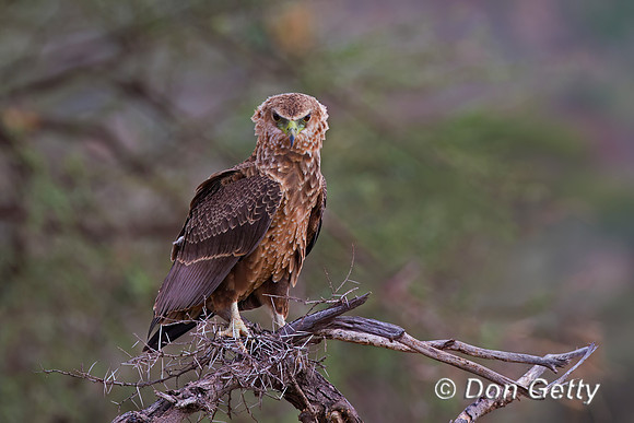 Tawny Eagle