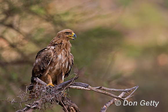 Tawny Eagle