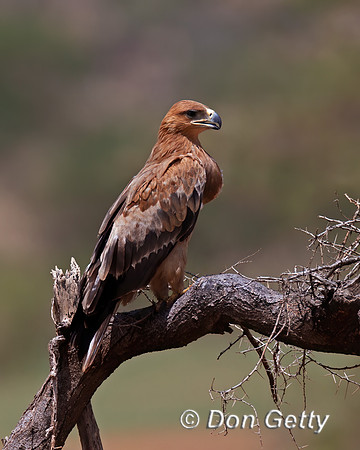 Tawny Eagle