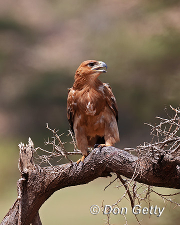 Tawny Eagle
