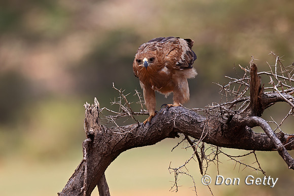 Tawny Eagle