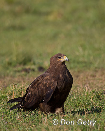 Tawny Eagle