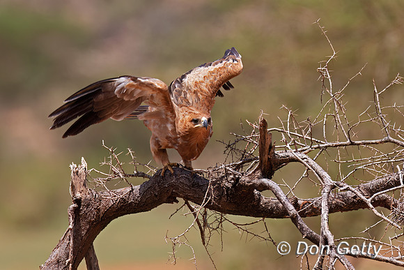 Tawny Eagle