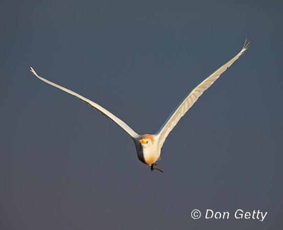 Cattle Egret