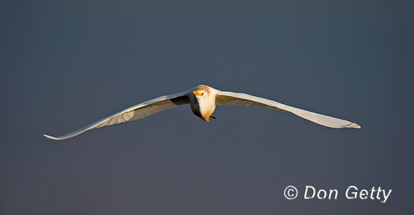 Cattle Egret