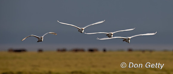Cattle Egret