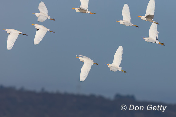 Cattle Egret