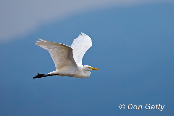 Great Egret