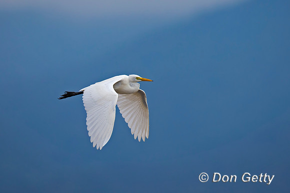 Great Egret