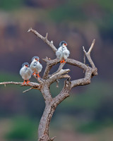 Pygmy Falcon