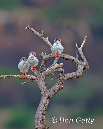 Pygmy Falcon