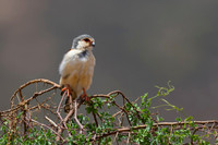 Pygmy Falcon