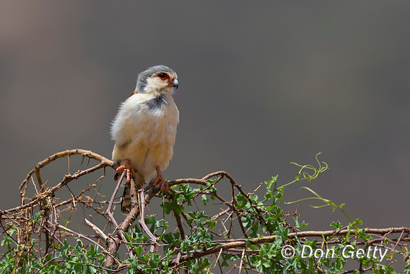 Pygmy Falcon