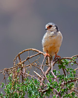 Pygmy Falcon