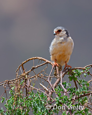 Pygmy Falcon