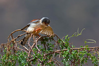 Pygmy Falcon