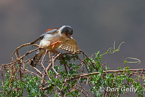 Pygmy Falcon