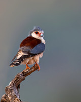 Pygmy Falcon