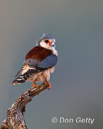 Pygmy Falcon