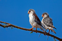 Pygmy Falcon