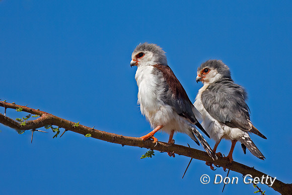 Pygmy Falcon