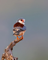 Pygmy Falcon