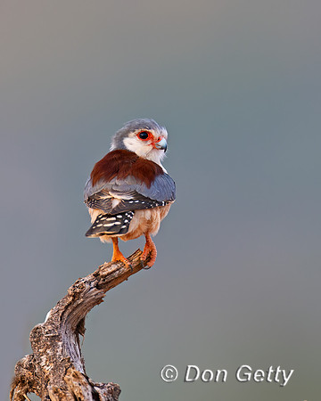 Pygmy Falcon