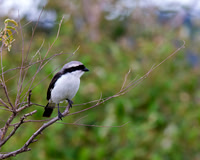 Grey-backed Fiscal