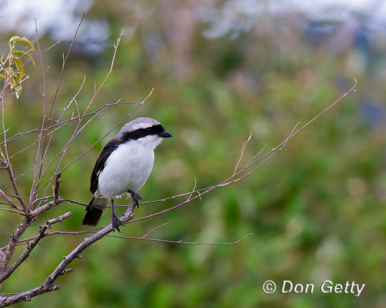 Grey-backed Fiscal