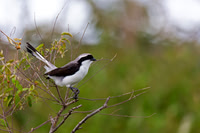 Grey-backed Fiscal