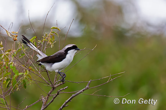 Grey-backed Fiscal