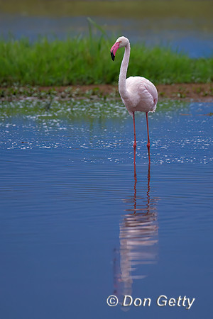 Greater Flamingo