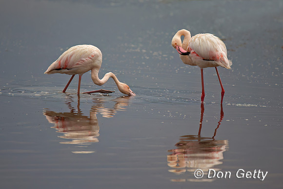 Greater Flamingo