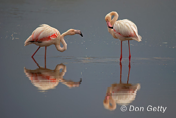 Greater Flamingo