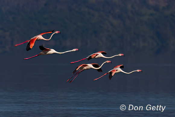 Greater Flamingo