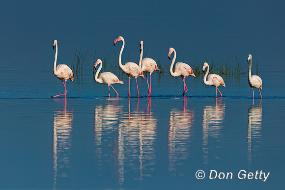 Greater Flamingo