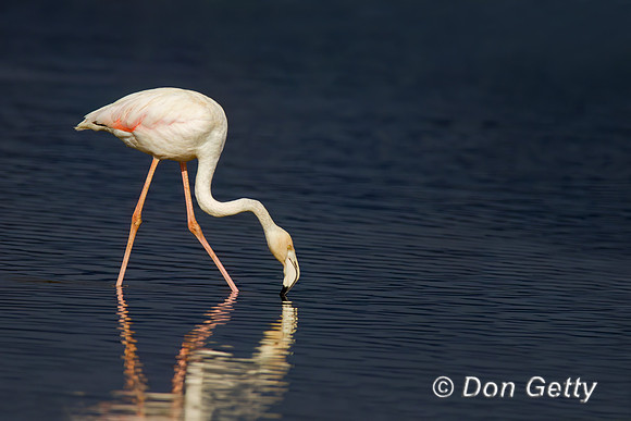 Greater Flamingo