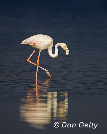 Greater Flamingo
