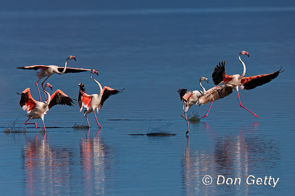 Greater Flamingo
