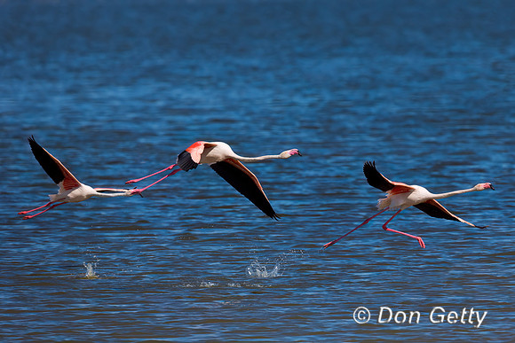 Greater Flamingo