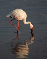 Lesser Flamingo