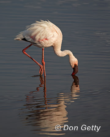 Lesser Flamingo
