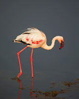 Lesser Flamingo