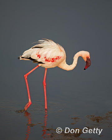 Lesser Flamingo